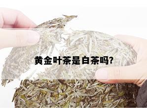 黄金叶茶是白茶吗？