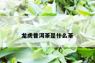 龙虎普洱茶是什么茶