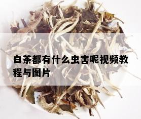 白茶都有什么虫害呢视频教程与图片