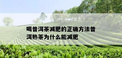 喝普洱茶减肥的正确方法普洱熟茶为什么能减肥