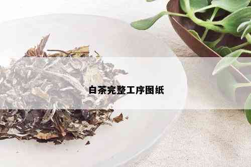 白茶完整工序图纸