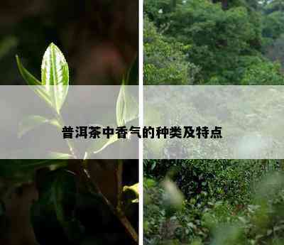 普洱茶中香气的种类及特点