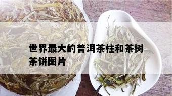 世界更大的普洱茶柱和茶树茶饼图片