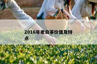 2016年老白茶价值及特点