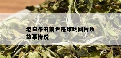 老白茶的前世是谁啊图片及故事传说