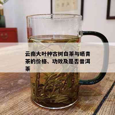 云南大叶种古树白茶与晒青茶的价格、功效及是否普洱茶