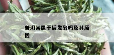 普洱茶属于后发酵吗及其原因