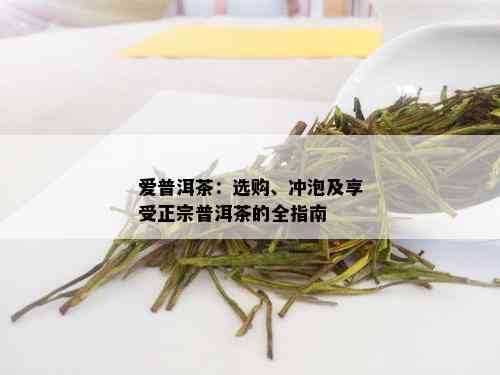 爱普洱茶：选购、冲泡及享受正宗普洱茶的全指南