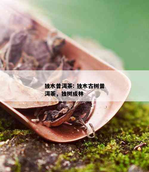 独木普洱茶: 独木古树普洱茶，独树成林