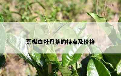 荒枞白牡丹茶的特点及价格