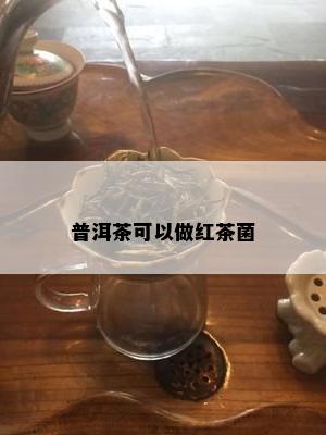 普洱茶可以做红茶菌