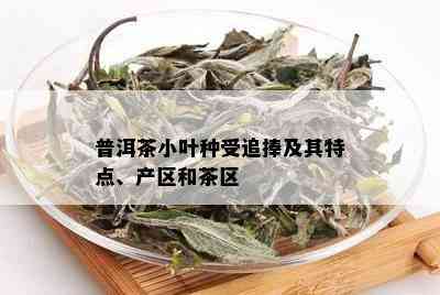 普洱茶小叶种受追捧及其特点、产区和茶区