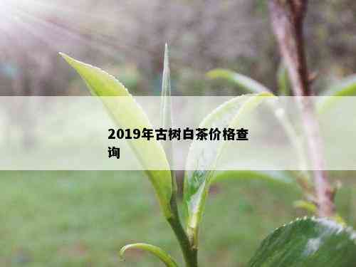 2019年古树白茶价格查询