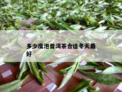 多少度泡普洱茶合适冬天更好