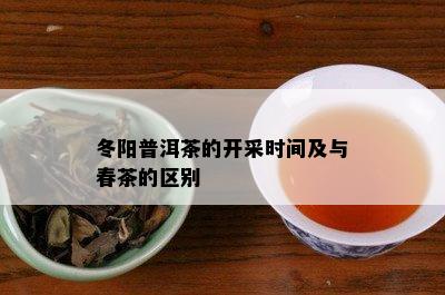 冬阳普洱茶的开采时间及与春茶的区别