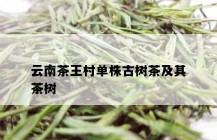 云南茶王村单株古树茶及其茶树