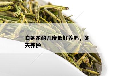 白茶花耐几度低好养吗，冬天养护