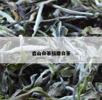 启山白茶福鼎白茶