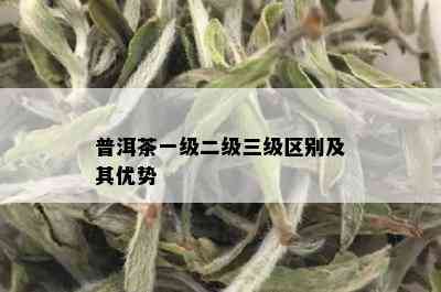 普洱茶一级二级三级区别及其优势