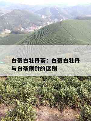 白豪白牡丹茶：白豪白牡丹与白毫银针的区别