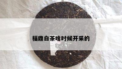 福鼎白茶啥时候开采的