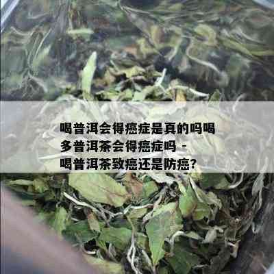 喝普洱会得癌症是真的吗喝多普洱茶会得癌症吗 - 喝普洱茶致癌还是防癌?