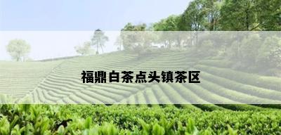 福鼎白茶点头镇茶区