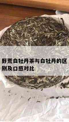 野荒白牡丹茶与白牡丹的区别及口感对比