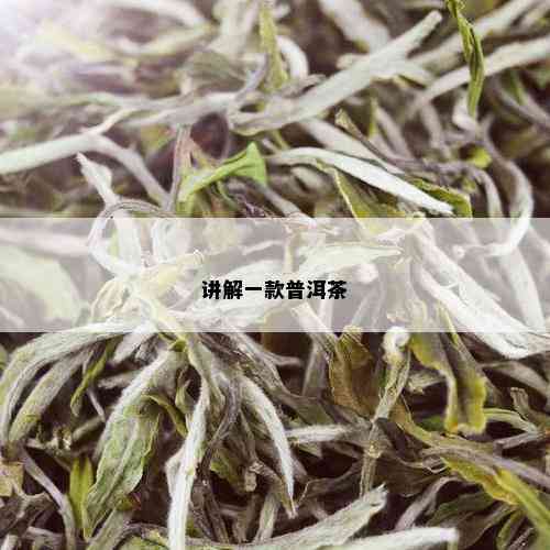 讲解一款普洱茶