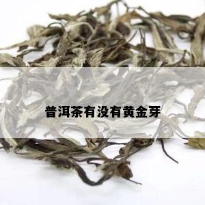 普洱茶有没有黄金芽