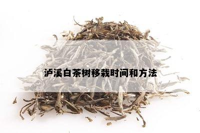 泸溪白茶树移栽时间和方法