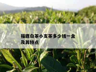 福鼎白茶小支茶多少钱一盒及其特点