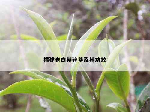 福建老白茶碎茶及其功效