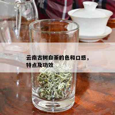 云南古树白茶的色和口感，特点及功效