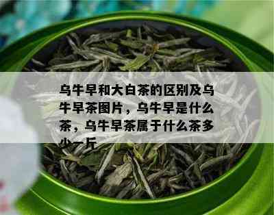 乌牛早和大白茶的区别及乌牛早茶图片，乌牛早是什么茶，乌牛早茶属于什么茶多少一斤