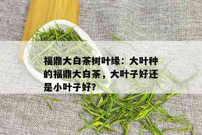 福鼎大白茶树叶缘：大叶种的福鼎大白茶，大叶子好还是小叶子好？