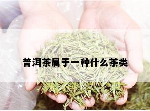 普洱茶属于一种什么茶类