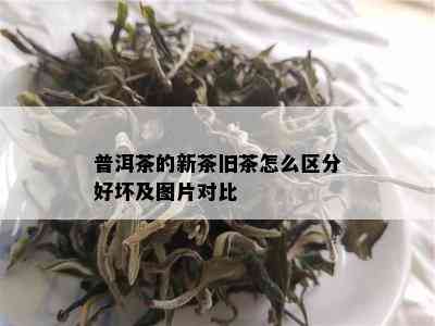 普洱茶的新茶旧茶怎么区分好坏及图片对比