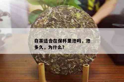 白茶适合在保杯里泡吗，泡多久，为什么？