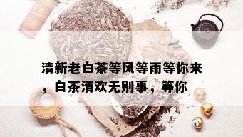 清新老白茶等风等雨等你来，白茶清欢无别事，等你