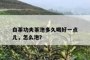 白茶功夫茶泡多久喝好一点儿，怎么泡？