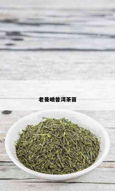 老曼峨普洱茶苗