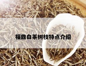 福鼎白茶树枝特点介绍