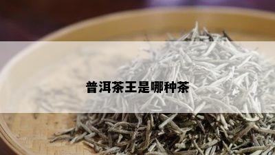 普洱茶王是哪种茶