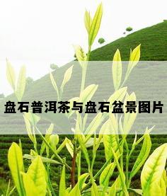 盘石普洱茶与盘石盆景图片