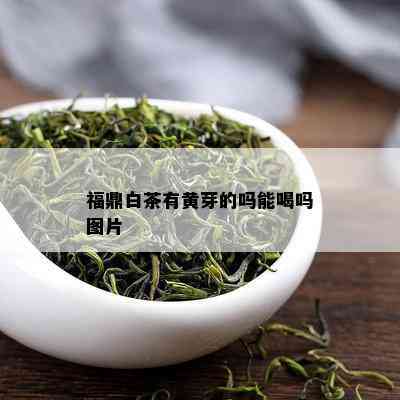 福鼎白茶有黄芽的吗能喝吗图片