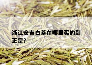 浙江安吉白茶在哪里买的到正宗?