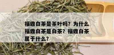 福鼎白茶是茶叶吗？为什么福鼎白茶是白茶？福鼎白茶属于什么？