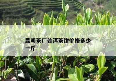 昆明茶厂普洱茶饼价格多少一斤