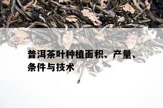 普洱茶叶种植面积、产量、条件与技术